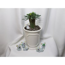 미마 깔끔함 괴마옥 화분 세트 분갈이 완료 상품, 괴마옥포트, 1개