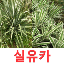 (성실D)야생화 실유카모종(포트) 2개)(선택형)