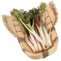 눈꽃 땅두릅 2kg 1.5kg 1kg. 500g 강원도 산지직송, 1kg, 1개