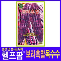 헬프팜 보라흑찰옥수수 80립 씨앗 종자 KS종묘