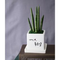 개업화분 오픈축하 개별메세지 고기집 카페 미용실 네일샵 옷가게 식당 사무실 학원 병원선물, 자유7.생겨요 ooo, 율마