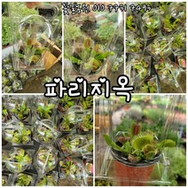 파리지옥 특 랜덤 공기정화식물/미세먼지/공기정화효과 공기정화식물