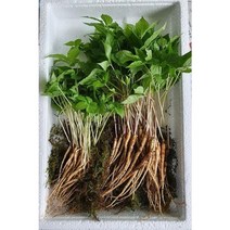 이장농산 프리미엄 웰빙 새싹삼 소 50수
