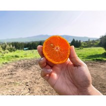 제주도 당산비 갑 새콤달콤 카라향 3kg 5kg 10kg (못난이) 카라향 추가, 카라향 가정용 3kg