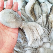 쫀득하고 싱싱한 활주꾸미 1kg 10-20마리, 1개