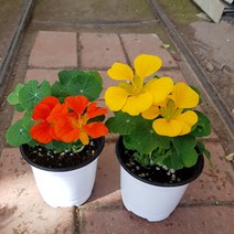 행복한꽃순이// 한련화/화단 묶음, 10개