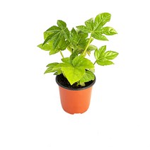 그린테라피 실내공기정화식물 관엽 모종 미세먼지제거, 팔손이