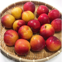 맛보장 햇 추희자두 2kg 향에 따라 후숙권장 후무사자두 프리미엄 자두 피자두 산지직송 고당도 후무사 추희 왕자두 큰자두, 1개