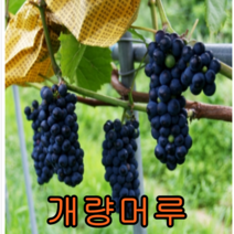 개량머루 삽3년결실주 나무 묘목 머루나무
