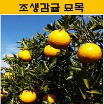 조생감귤 묘목 4년생 JJ19