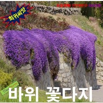 (희귀씨앗) 바위꽃다지(Aubrieta) 퍼플 25립, 상세페이지 참조, 상세페이지 참조, 상세페이지 참조