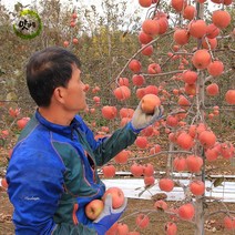 맛가득 청송사과 홍로 2.5kg 5kg, 청송사과 5Kg (16-24과), 1개