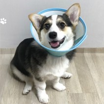 강이지 고양이 상처보호 넥카라 애견 목보호대 깔대기 꼬깔 b, 사이즈
