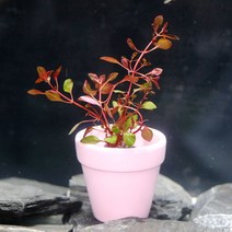 미미팜스 무결점 루드위지아 슈퍼레드 수초 3뿌리-미미네아쿠아, 단품