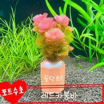 [pvc천공키우기] [물멍초] 키우기 쉬운 포트수초 레드카붐바 한포트
