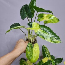 필로덴드론 버럴막스바리에가타 최상의옐로우무늬모음 공기정화식물, 1개
