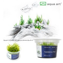 AquaArt 아쿠아아트 택시필럼 플레임모스 (불꽃모스) 무균 수초