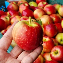 루비에스 미니사과 1kg(10-20과내외) 앙증맞은 크기 높은당도 낮은 산도 국산품종, 1개