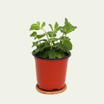 허브 식용 식물 모종 마이플랜트, 07.스피아민트, 1개
