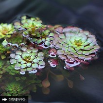 루드위지아 세디올데스 2줄기 (부상수초 수생식물), 단품