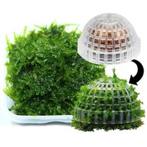 무결점 미니삼각 모스+모스돔 1개 세트