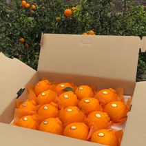 [감귤제작소-민우네농장] GAP 서귀포 써니트(홍한라봉) 3kg 5kg, 10과-12과, [선물용]3kg, 1개