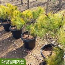 황금소나무 4년생흙분 상록수 정원수, 1개