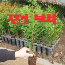 (D소망)편백묘목(키40센치)(포트) 6그루