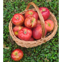예존 착한 못난이 흠집 쥬스용 빨간 가정용 사과 2kg 3kg 4kg 5kg, 소과4kg(1개), 1개