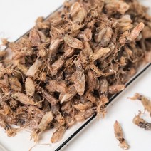 오늘의바다 국산 햇 건 꼴뚜기 마른 꼴뚜기 (당해 생산), 200g