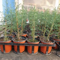 10개 식물도매 대량구매 이탈리안사이프러스 해외조경수 수입식물 이틸리아 15~30cm 59