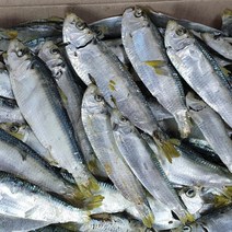 [장가멸치] 남해어부가 직접잡은 통영 최상급 디포리 200g 1.5kg, 최상급 남해안 참 디포리