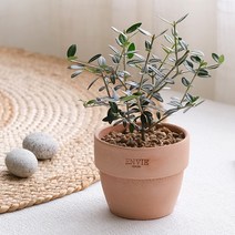 [plant] 나의 작은 올리브나무 감성토분set, 단품, 1개