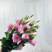 [유포르비아] [꽃 마실] 리시안셔스 한다발 생화 5가지 색상 (20송이), 핑크