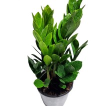 도도팜 복동이 금전수 보석금전수 / 블랙 금전수 / 공기정화식물, 02. 금전수(중95) 1개, 1개