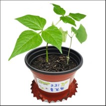 모두숍W7CE504 씨앗이 싹트는 조건과 강낭콩의 한살이 (4개세트) 식물관찰키트 과학교구 씨앗관찰 초등학굑