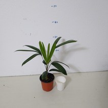관음죽(소품), 1개