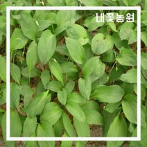 내꽃농원 산마늘(명이나물) 포트 3주 묶음