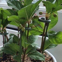 화분식물지지대 오이 모종 고추 토마토 화초 17cm