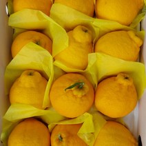 [제주직송} 제주 한라봉 제주도 제철 2kg 3kg 5kg 선물용 가정용, 5kg 선물용_특대_8-14과, 1개