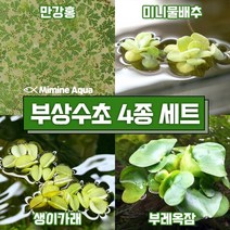 둥둥 수조 위 뜨는 부상 수초 키우기 4종 세트 (SET3), 단품