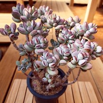 동글동글 통통한 분홍 방울복랑 중품 다육식물1-180 랜덤, 단품, 1개