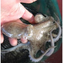 남해안 활쭈꾸미 당일조업 산지직송 주꾸미미1kg(15미내외) 금테문어, 활쭈꾸미1kg