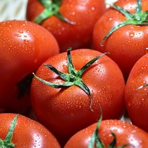 완숙 찰토마토 5kg(중소과) 국내산 산지직송