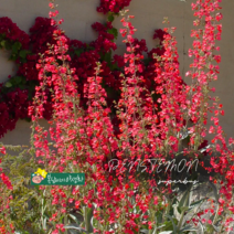 펜스테몬 슈퍼버스 [3포트] (복남이네 야생화 모종 penstemon 레드)