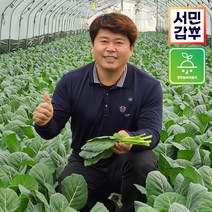 서민갑부 클로렐라 케일 쌈용 즙용 샐러드 녹즙 주스용 양주농부 쌈야채 1kg-1.5kg, 1박스, 즙용 1.5kg