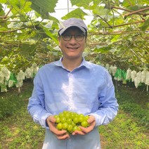 전남 나주 초생재배로 키운 프리미엄 고당도 망고포도 샤인머스캣 포도 실속형 선물세트 특품, 1박스, 선물세트 특품 4kg (6수)