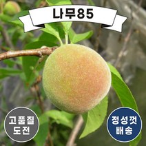 (나무85) 복숭아나무 11종 시리즈, 15. 천중도 결실주