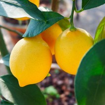 레몬나무 묘목 / 제라몬 레몬 (접목2년생) 우리나라에서 개발한 최신품종으로 즙이많고 향이 좋음 FT236, 1개