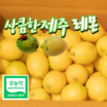 유기농레몬 제주유기농레몬 제주레몬 친환경레몬 무농약레몬 유기농인증레몬 세상편한레몬세척 껍질까지먹는 레몬생과, 1박스, 3번무농약 레몬 3kg